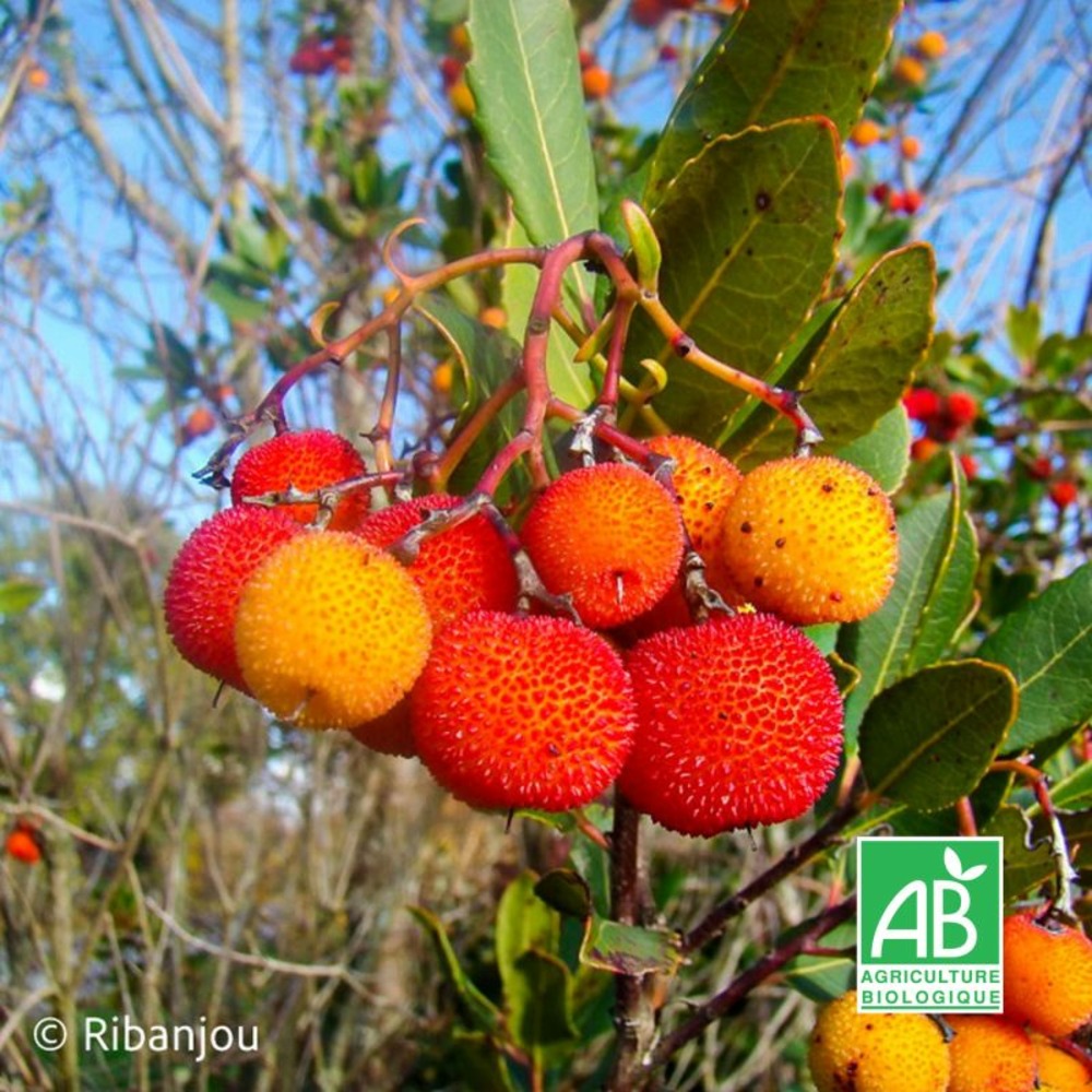 Arbousier compact bio (arbutus unedo 'compacta')