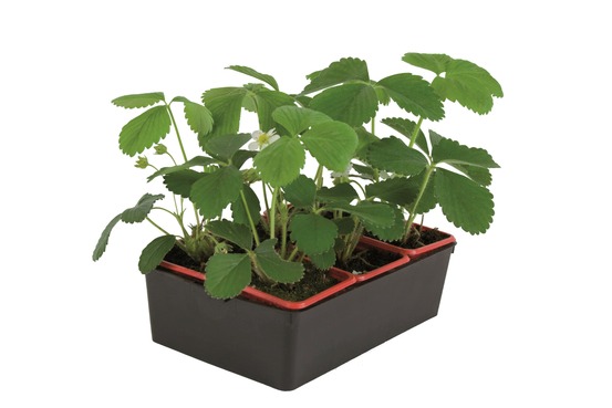 Plant de fraisier remontant ostara b6 g7