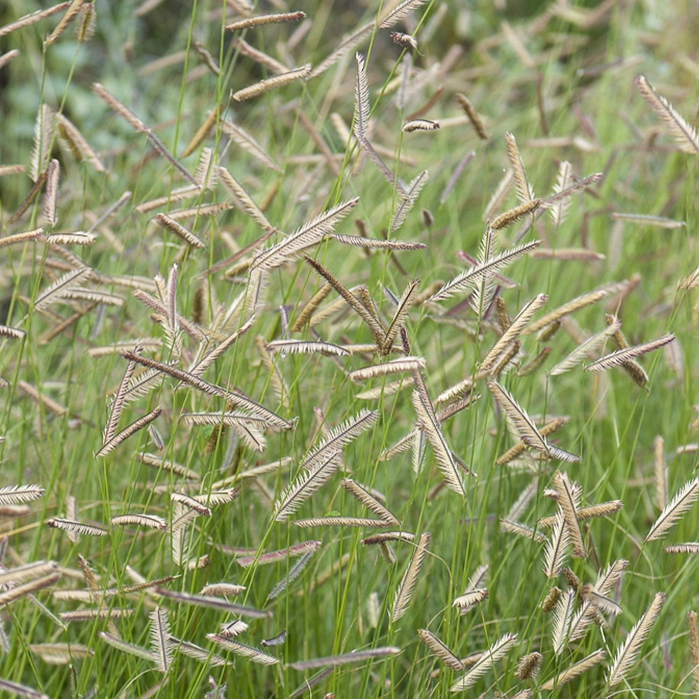 Boutelou gracieux - le pot / ø 9cm, vendu par lot de 2