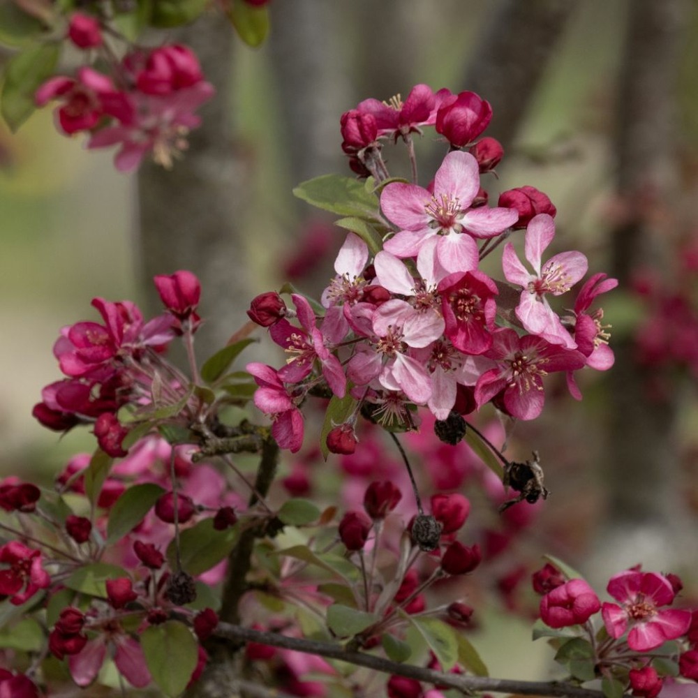 Pommier d'ornement coccinea® 'courtarou' pot de 7,5l/10l