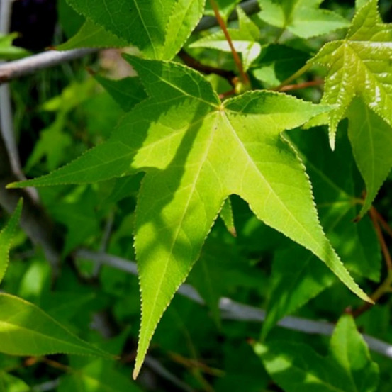 Copalme d'amérique m. Foster, liquidambar pot de 15l - baliveau