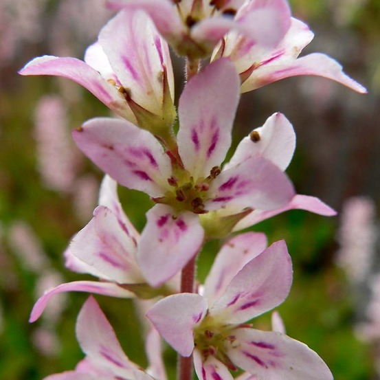 Francoa sonchifolia godet de 8/9 cm