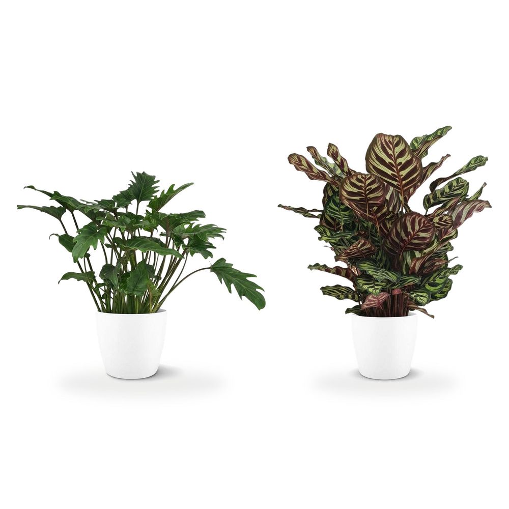Salle de bain prêt-à-poser — calathea makoyana & philodendron xanadu — lot de 2 plantes