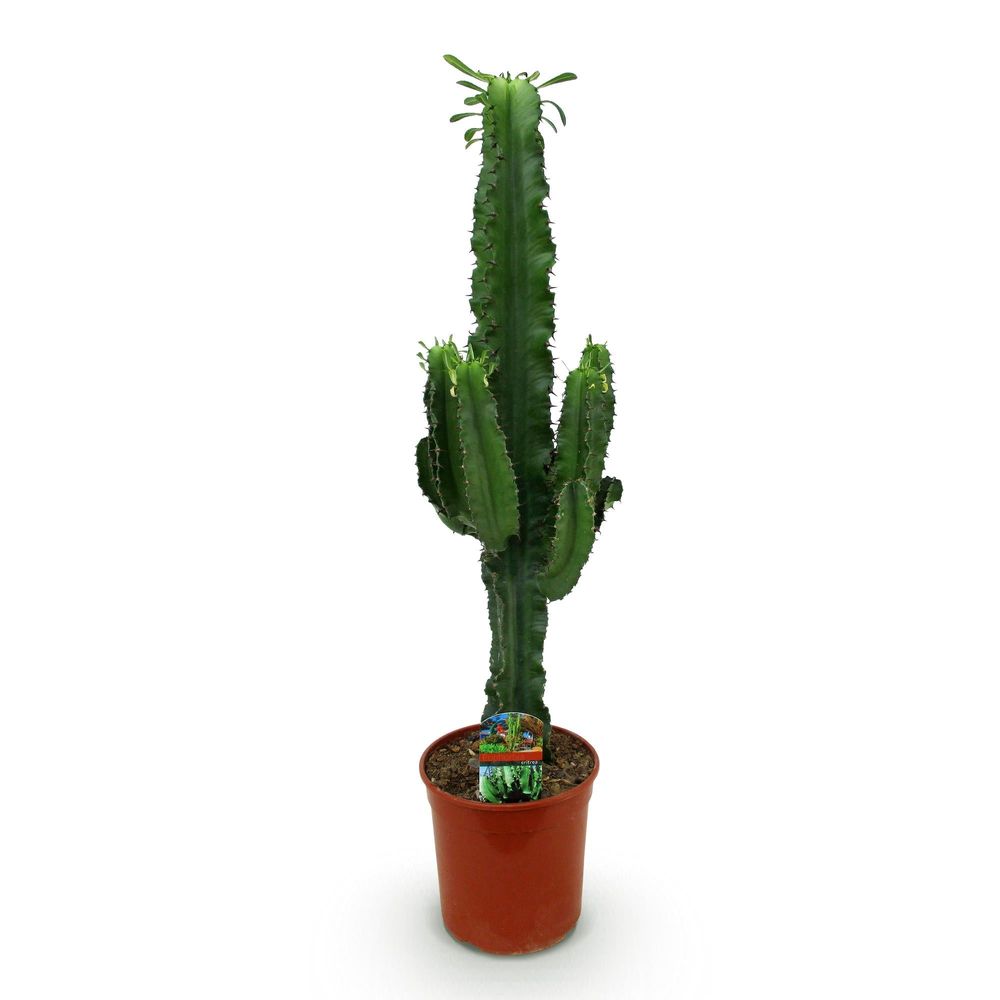 Euphorbia eritrea - arbre à lait africain - pot de 19cm - hauteur 70cm