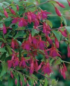 Fuchsia bernisser hardy plante vivace - 3 godets