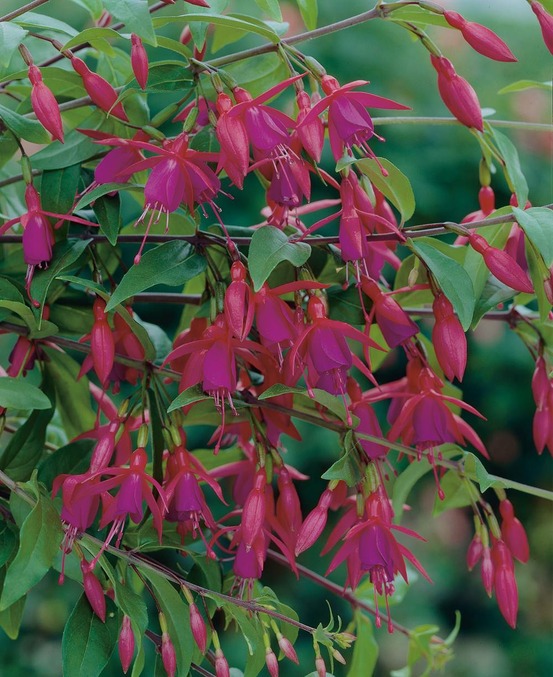 Fuchsia bernisser hardy plante vivace - 3 godets