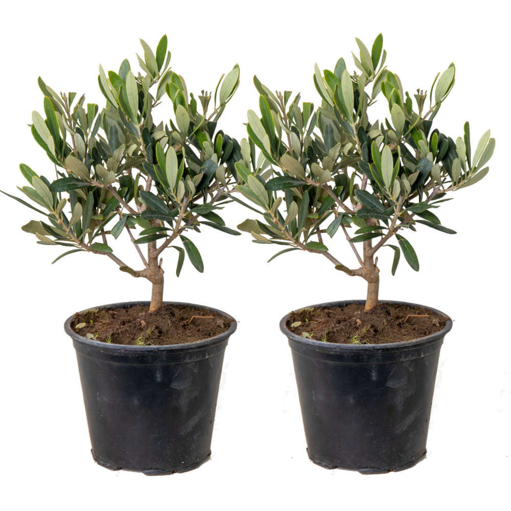 Lot de 2 - olea europaea - olivier - arbuste d’olivier - 30-40 cm de haut - pot 14 cm