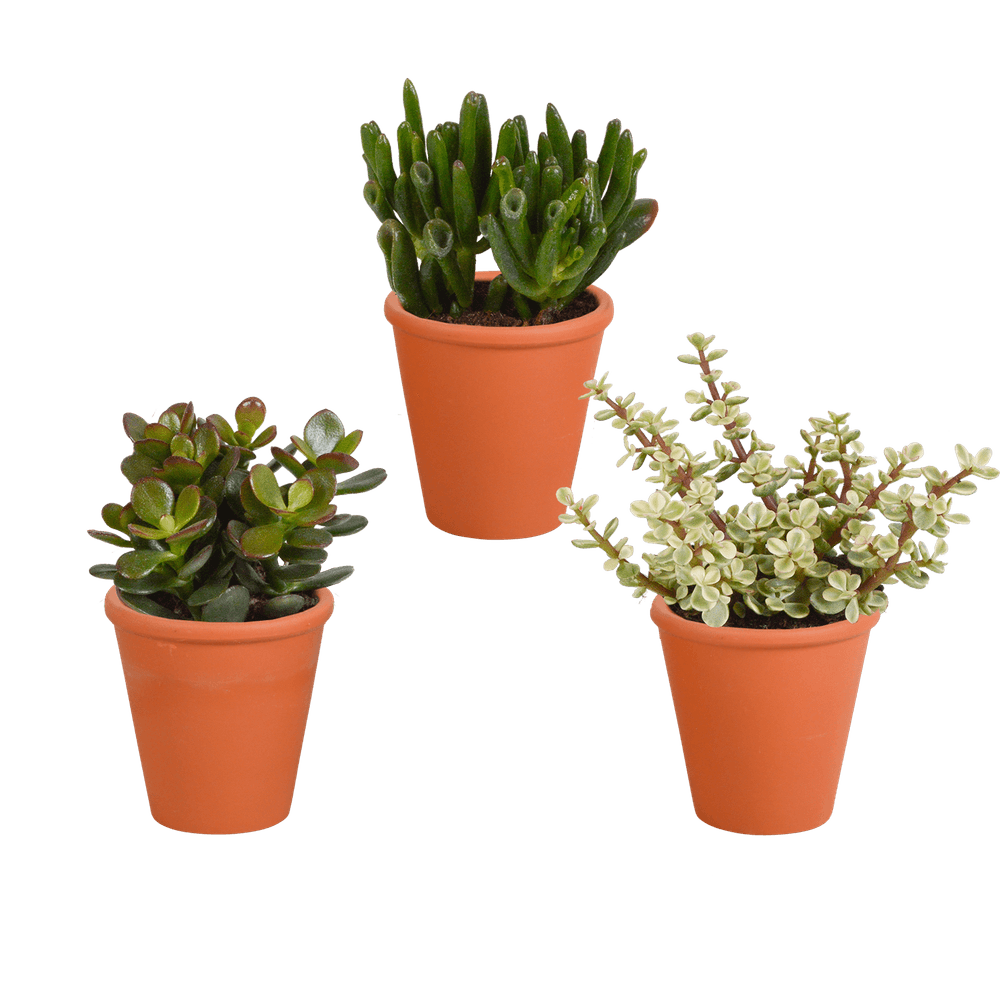 3x mélange de crassulas - en pot terracotta - ø8,5cm - ↕18cm - plante d’intérieur