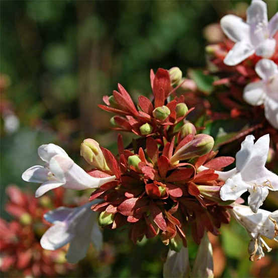 Abélia à grandes fleurs 'prostrata' pot de 7,5l/10l