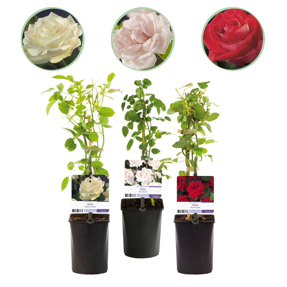 Rosier grimpant - lot de 3 - pot 11 cm - hauteur 40 cm