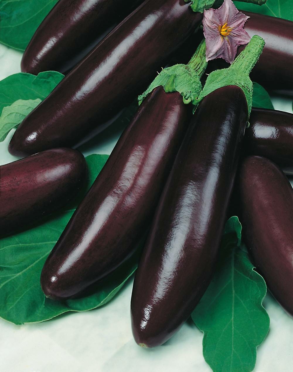 Aubergine violette de barbentane - 1 g