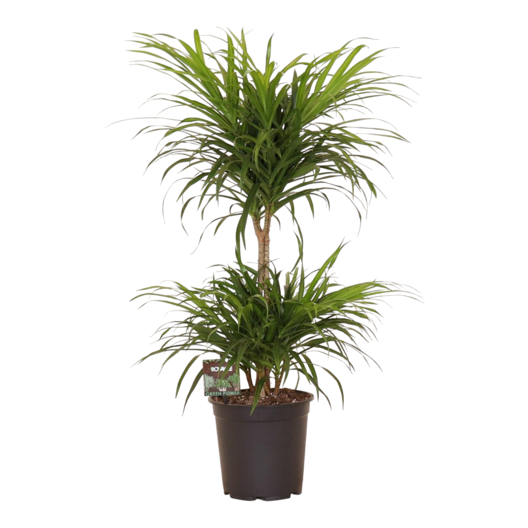 Plante d'intérieur - dracaena 'anita' variegata 80.0cm