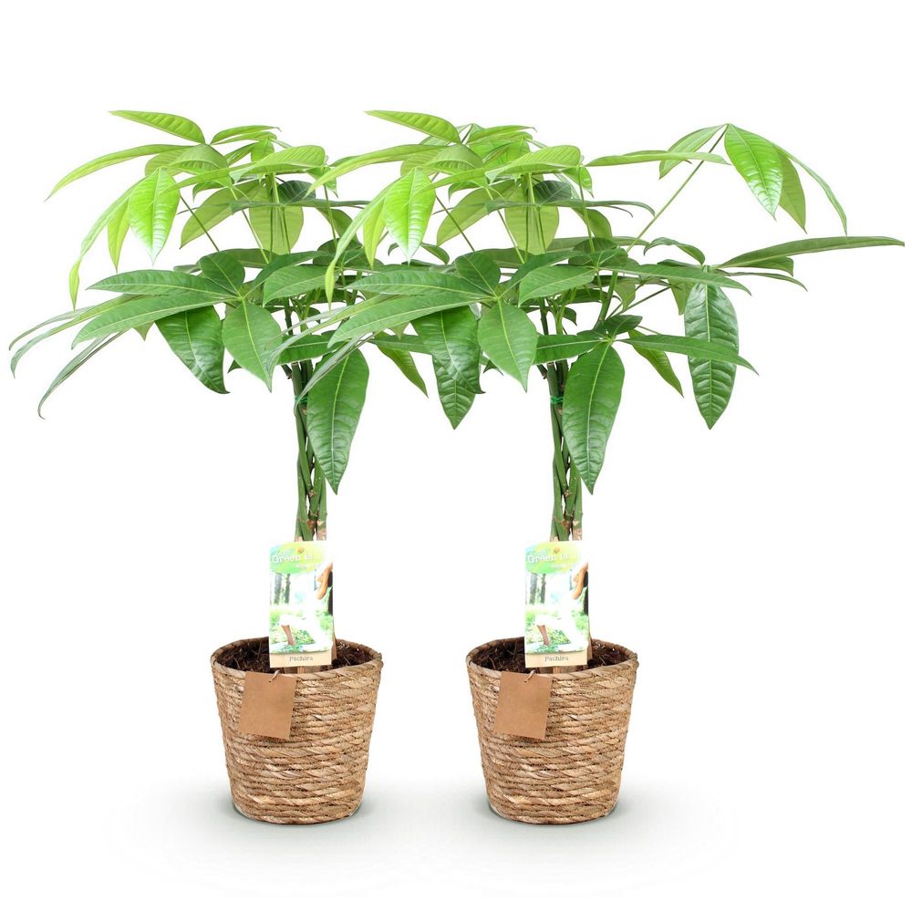 Pachira aquatica - arbre à argent - pot de 17cm - hauteur 60-70cm