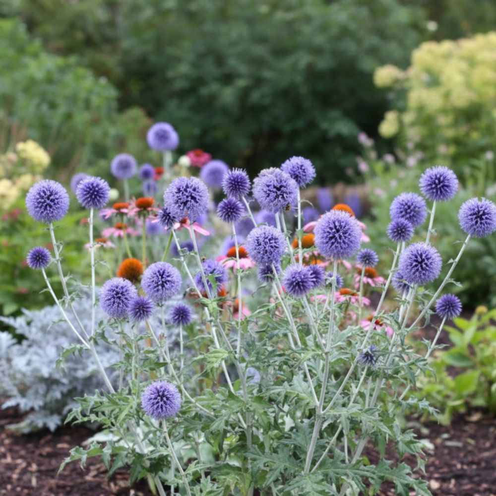 Boule azurée veitch's blue, echinops godet - 5/20 cm
