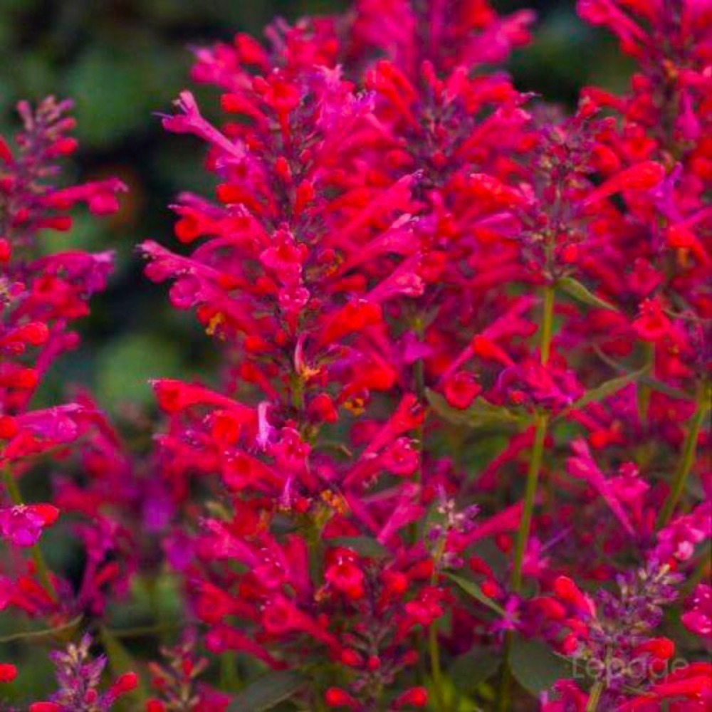 2 Agastaches 'Kudos Coral®' - Vendu par 2…