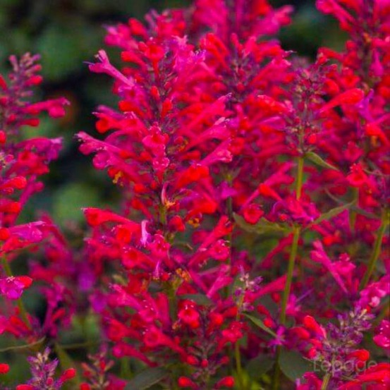 2 Agastaches 'Kudos Coral®' - Vendu par 2…