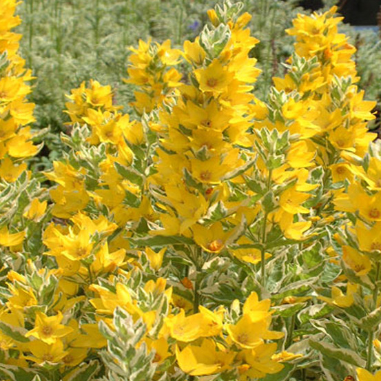 6 x lysimaque ponctuée 'alexander' - lysimachia punctata 'alexander' - godet 9cm x 9cm