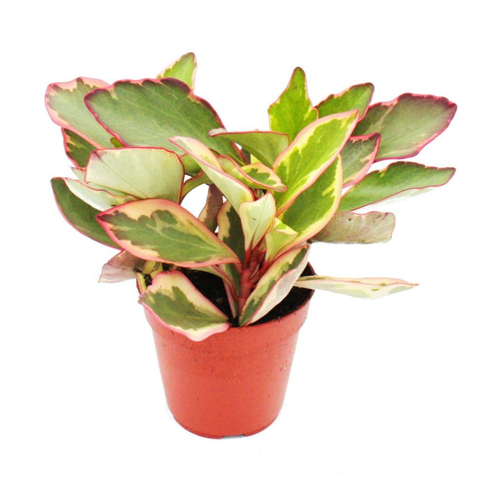 Peperomia clusifolia 'jewel' - poivre nain à feuilles multicolores - en pot de 12cm