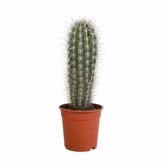 Pachycereus pringlei - cactus d'intérieur