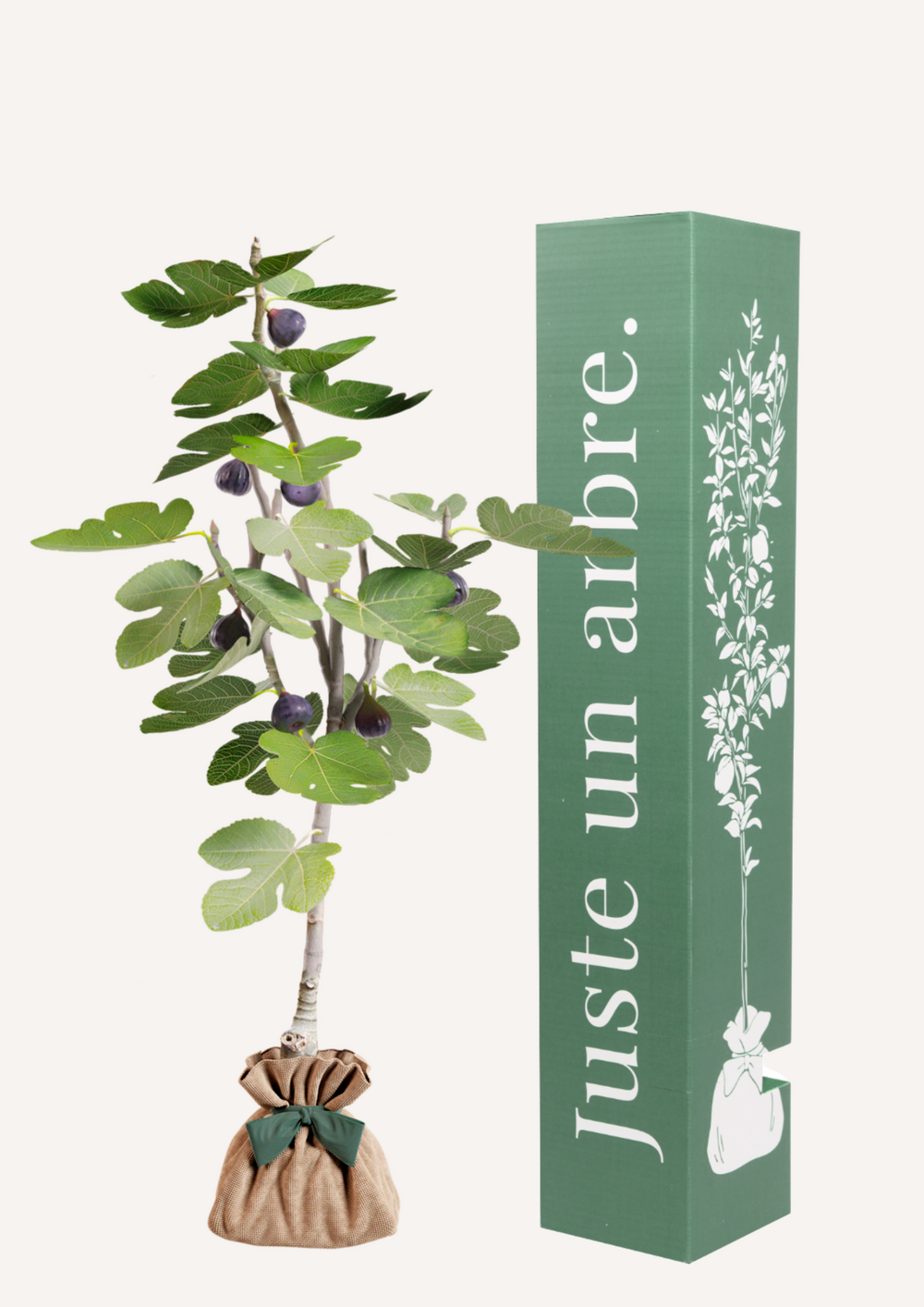 Figuier | idée cadeau naissance, mariage, anniversaire - à planter en intérieur ou extérieur.