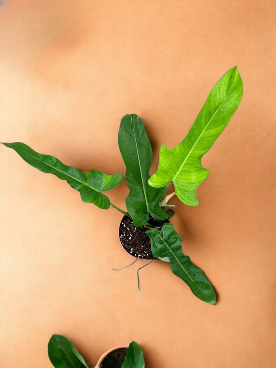 Philodendron jerry horne