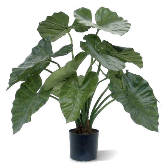 Fausse plante d'alocasia calidora 60cm
