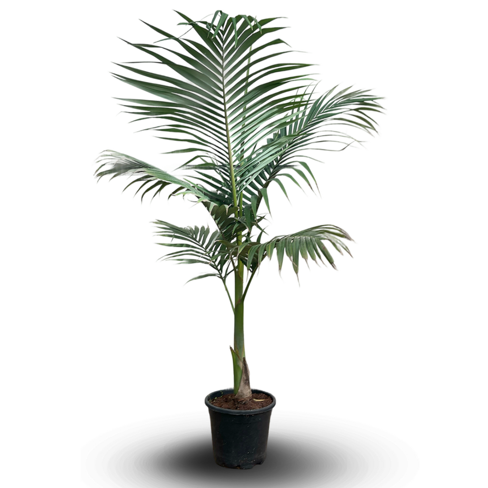 Archontophenix alexandrae - palmier royal - ↕ 170-190 cm - ⌀ 30 cm - plante d'extérieur