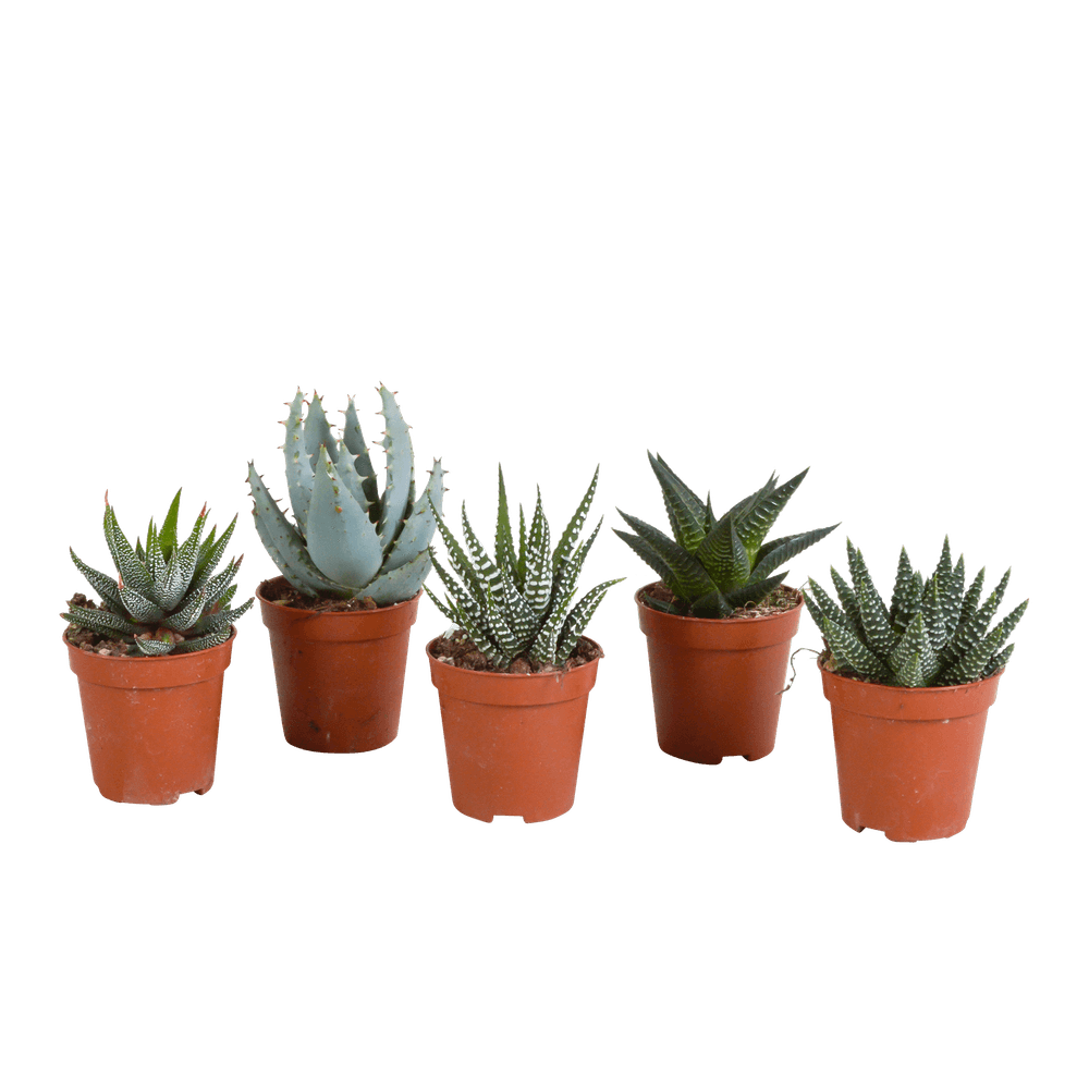 5x mélange gasteria et haworthia - sans pot - ø5,5cm - ↕13cm - plante d’extérieur