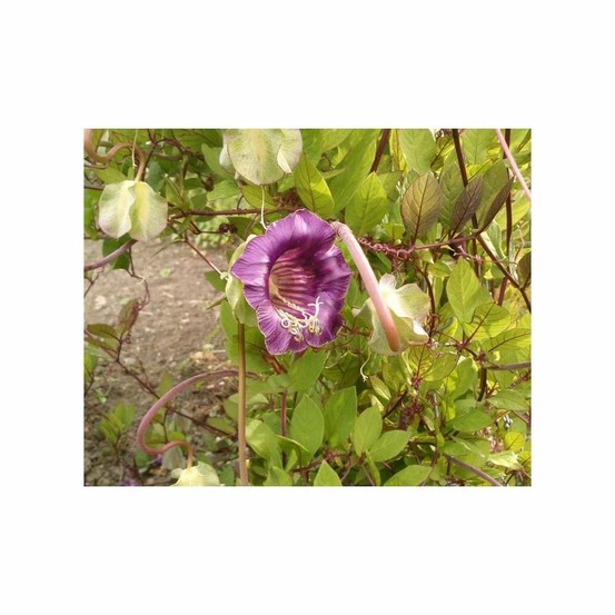 Cobée grimpante bleue