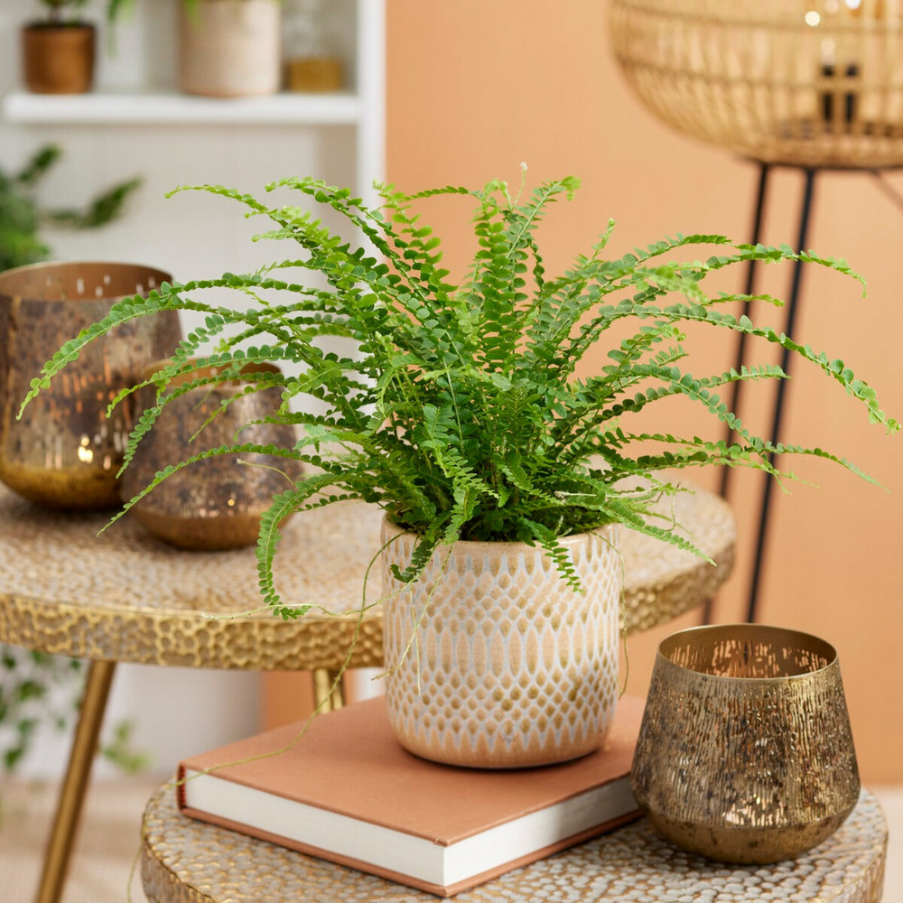 Fougère duffi - le pot / ø 12cm / hauteur livrée environ 15cm