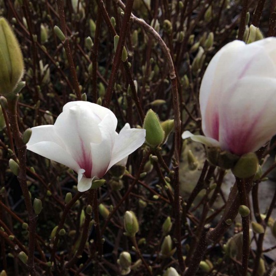 Magnolia x soulangiana 'alba superba' pot de 6l/7l