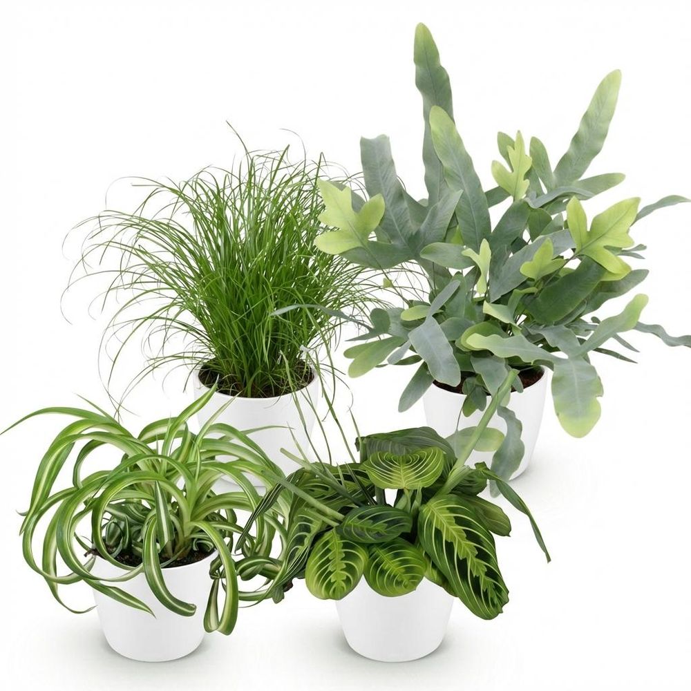 Chlorophytum - cyperus - phlebodium - marantha - pet-friendly - pot de 12cm - hauteur 25cm