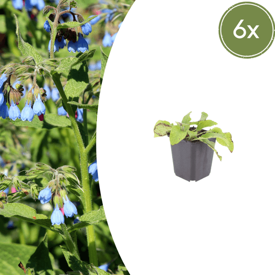 Lot de 48 - consoude (symphytum grandiflorum) 'wisley blue'