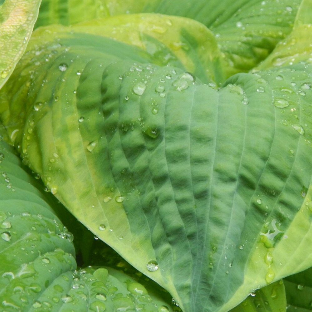 Hosta de siebold frances williams godet - 5/20 cm