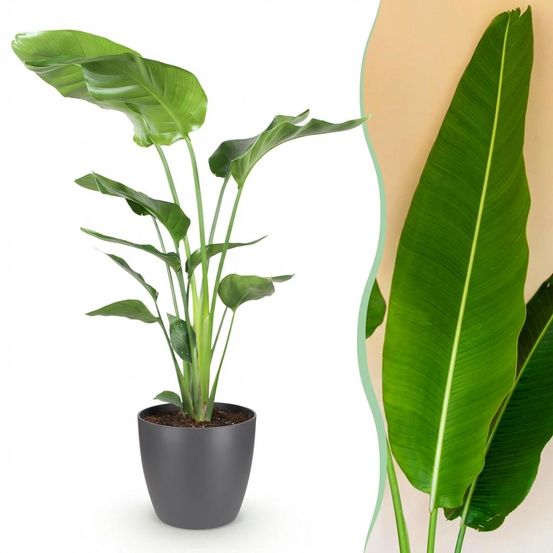 Strelitzia nicolai - plantes d'intérieur