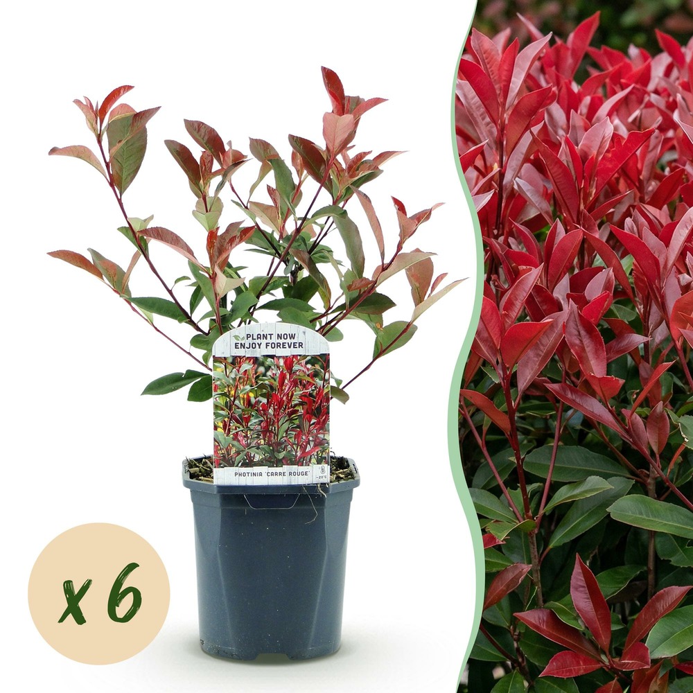 Photinia carré rouge