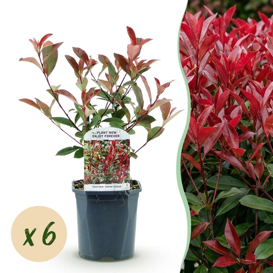 Photinia carré rouge