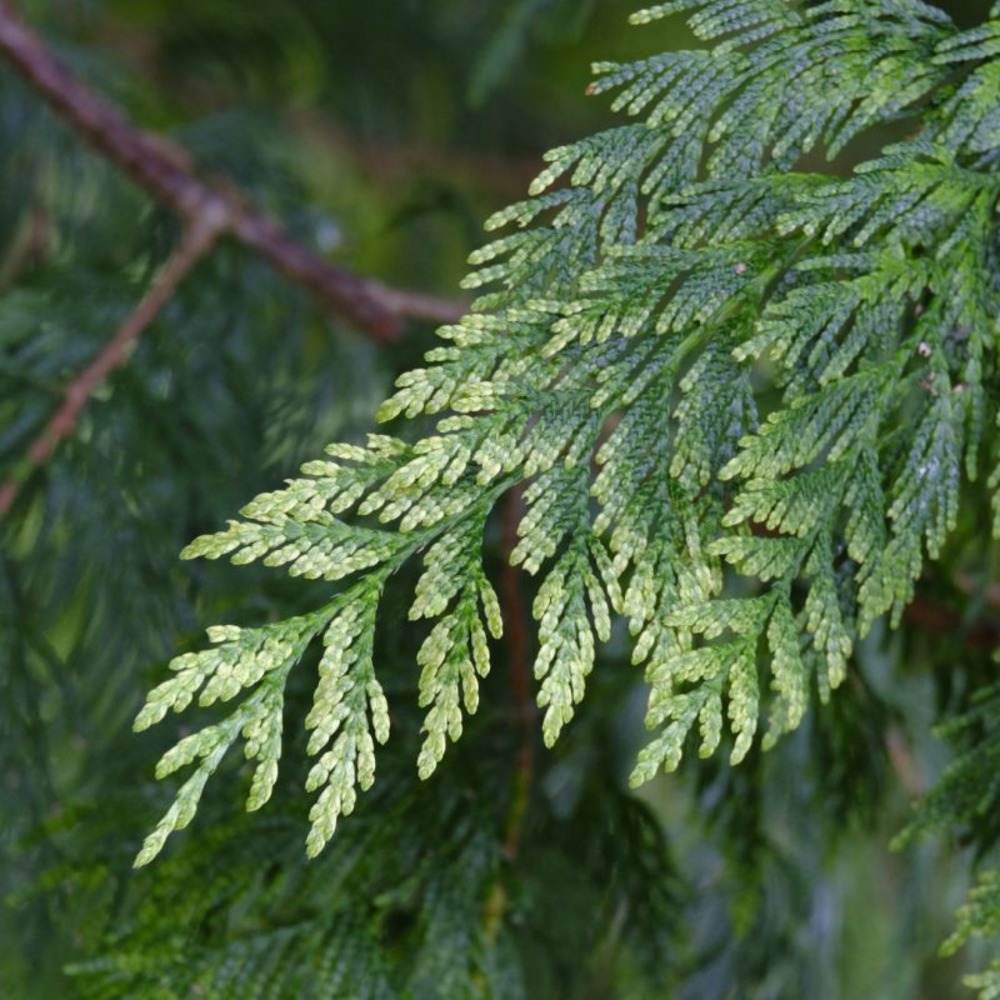 Thuya géant atrovirens - thuja plicata atrovirens en motte 125/150cm