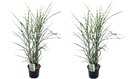 Miscanthus zebrinus - herbe ornementale - set de 2 - pot 23cm - hauteur 20-30cm