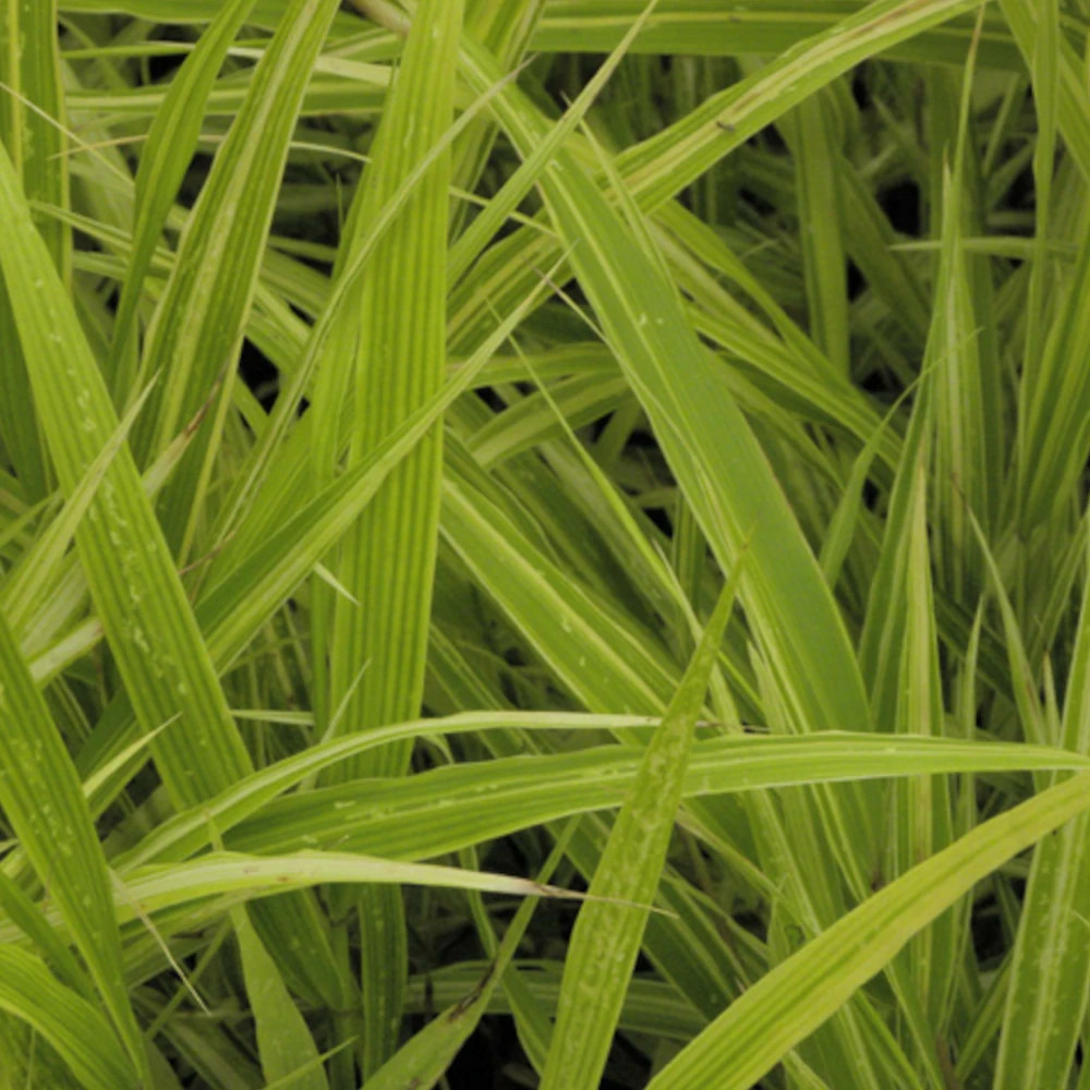 Herbe du japon albostriata lot de 9 godets