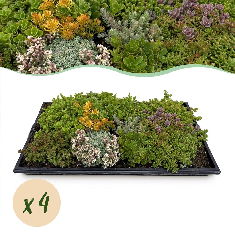 Tapis de sedum - hauteur 20 cm