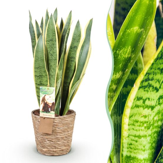 Sansevieria laurentii - plantes d'intérieur