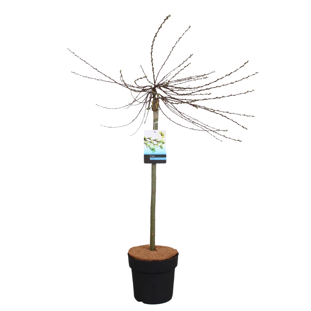 Salix repens 'iona' - saule nain - arbre - ⌀19 cm - hauteur 80-90 cm