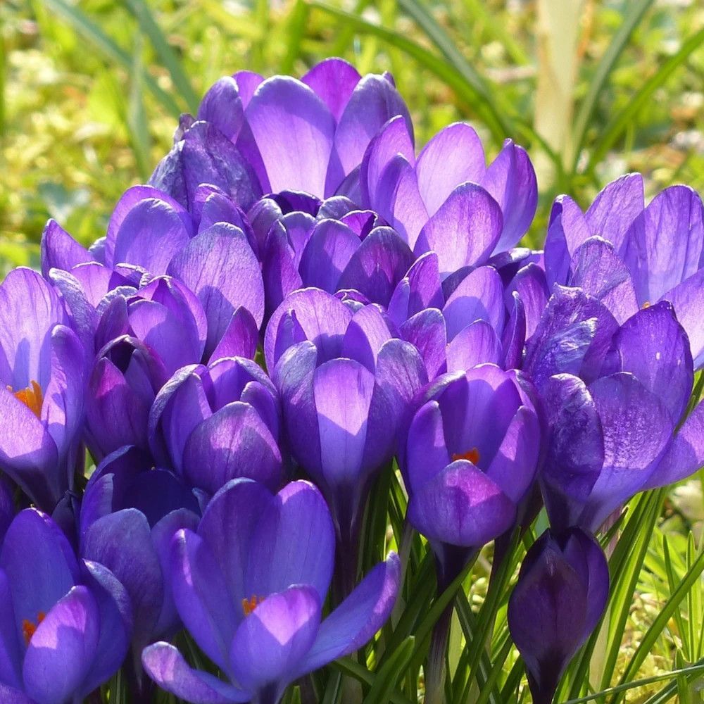 Bulbe de crocus à grands fleurs flower record sachet de 25 bulbes