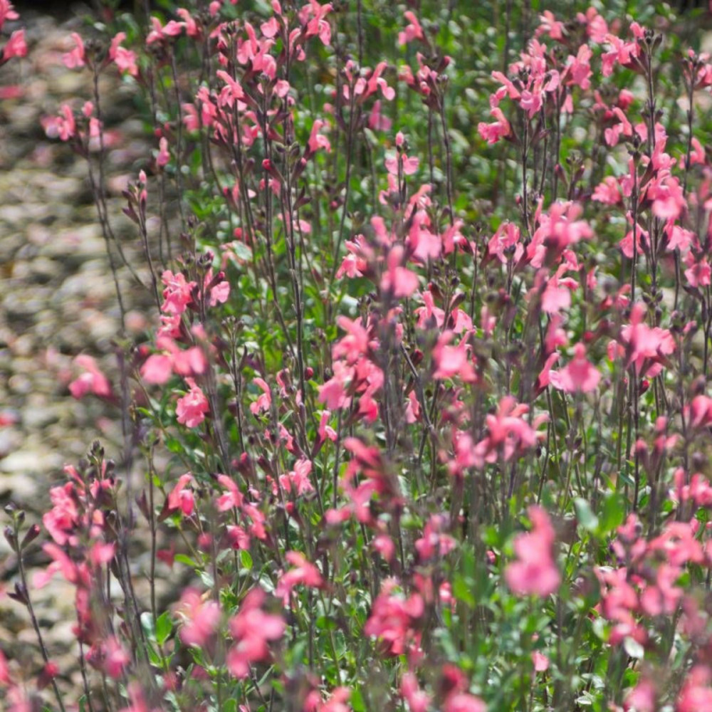 Sauge d'automne mirage™ soft pink pot de 5l - 40/60 cm