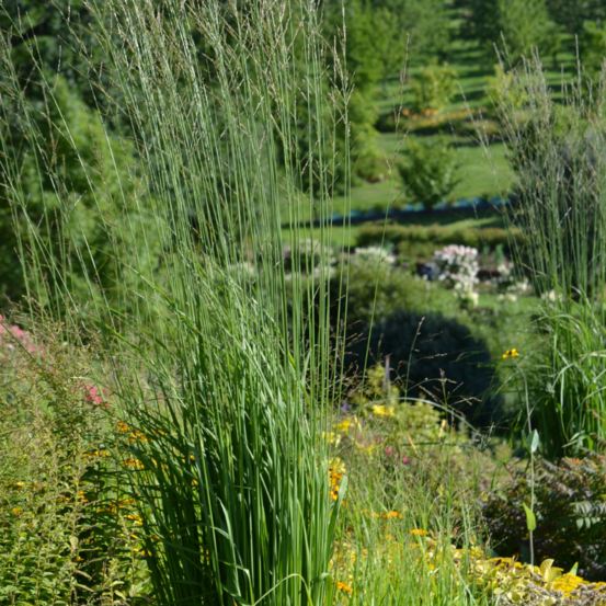 Molinie bleue heidebraut - molinia caerulea heidebraut 100 cm godet 9cm