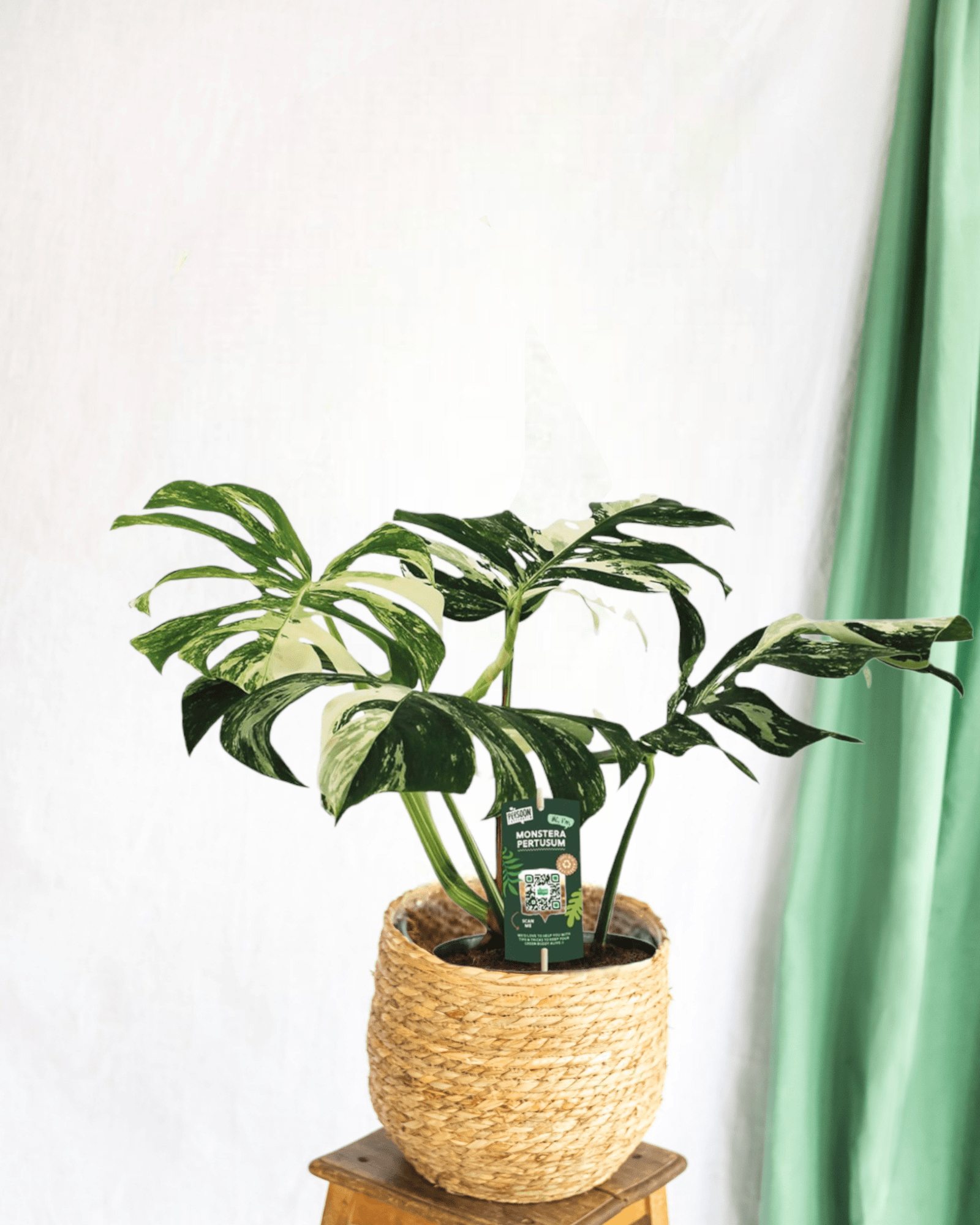 Plante d'intérieur - monstera pertusum variegeta 50cm