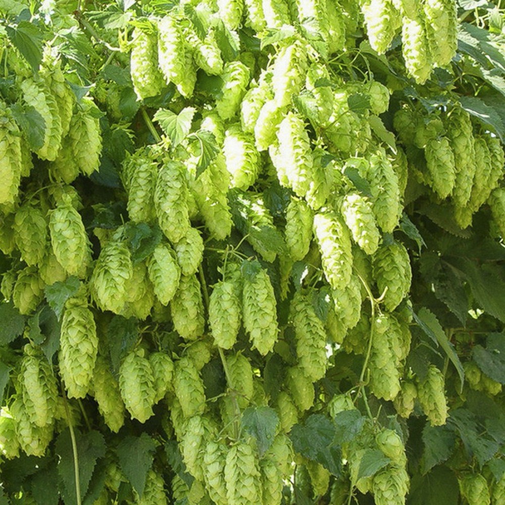 Houblon 'magnum' pot de 1,5l/2l