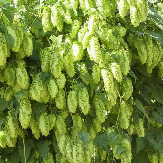 Houblon 'magnum' pot de 1,5l/2l