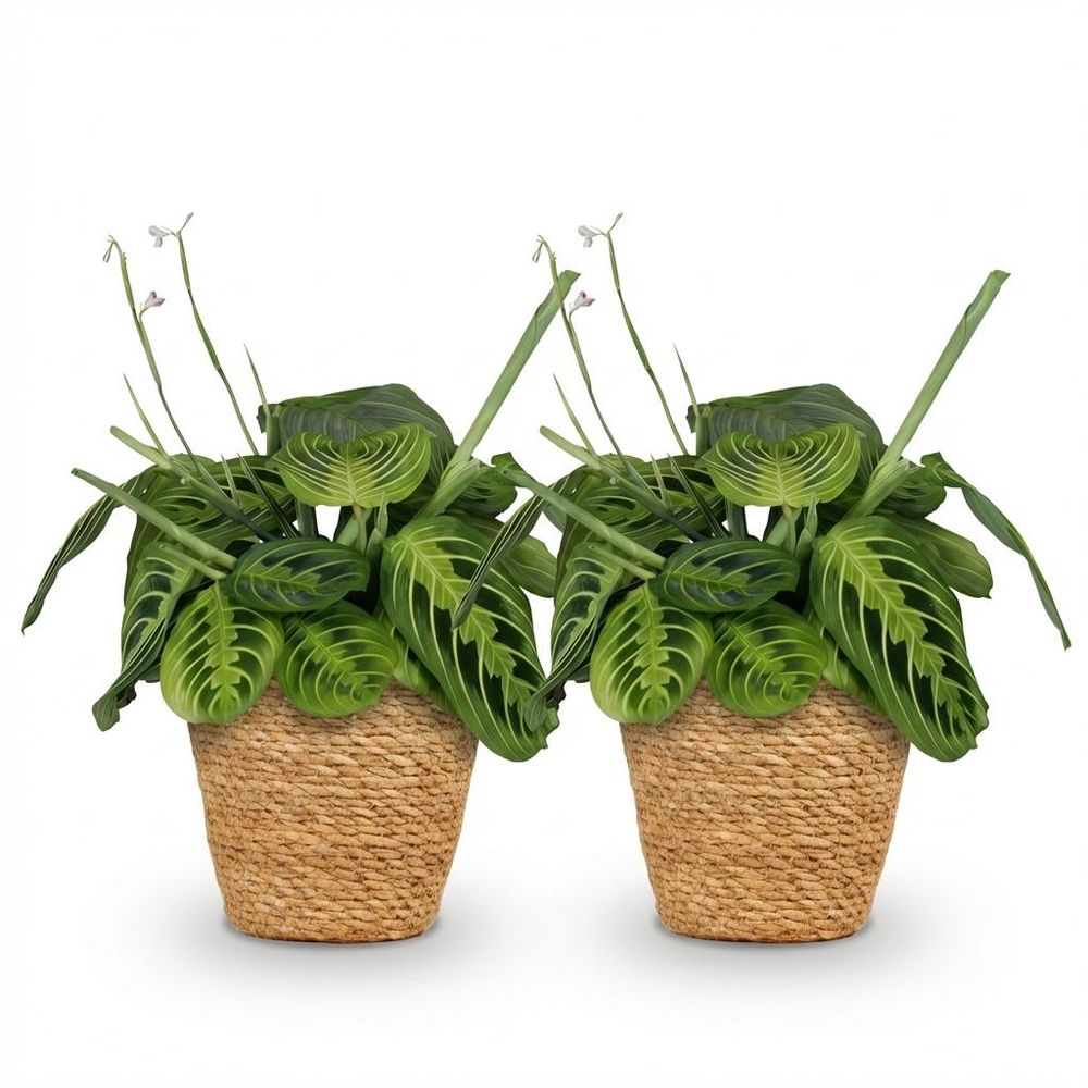 Maranta fascinator lemon lime - pet-friendly - plante de prière - pot de 12cm - hauteur 25-35cm